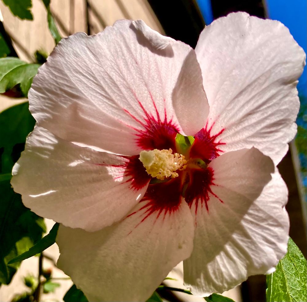 Large white bloom with five veined petals and a rich maroon center with background of green leaves and tan house siding with a bit of blue sky