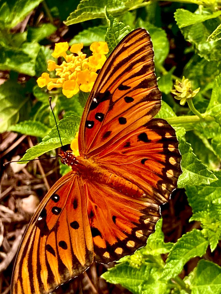 Orange and black butterfly on bright yellow flowers with yellow green leaves