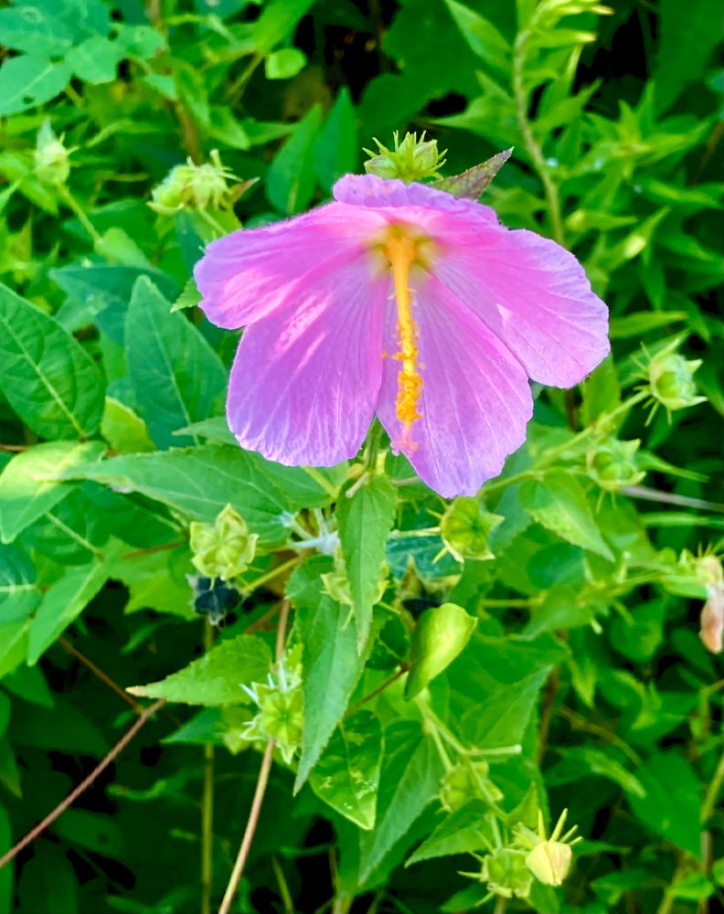 Purple pink blossom with sunny yellow stamen surrounded by its green leaves and seed heads
