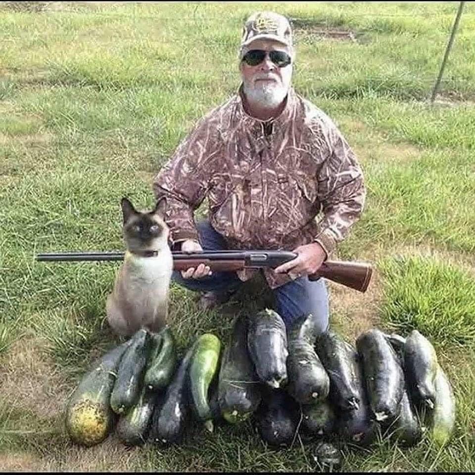 A hunter in his camp with his rifle and trusty sidekick, a Siamese cat,  with a pile of very large zucchini squash