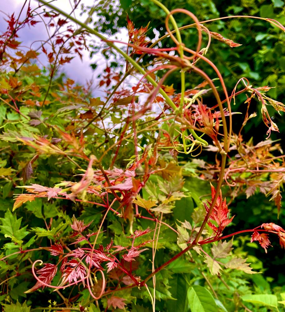 Red Peppervine tendrils curling every which way among other thick green vegetation 
