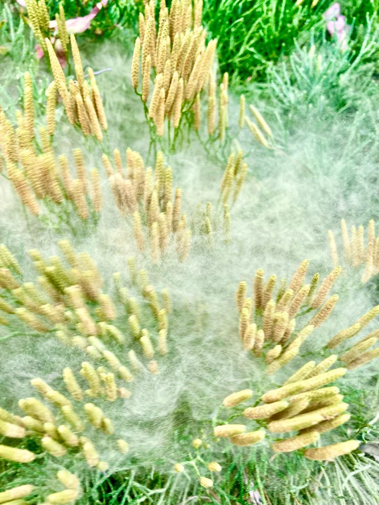 Green ground pine aka cedar pine with little pale yellow candelabra blooms releasing swirls of smoke like pollen