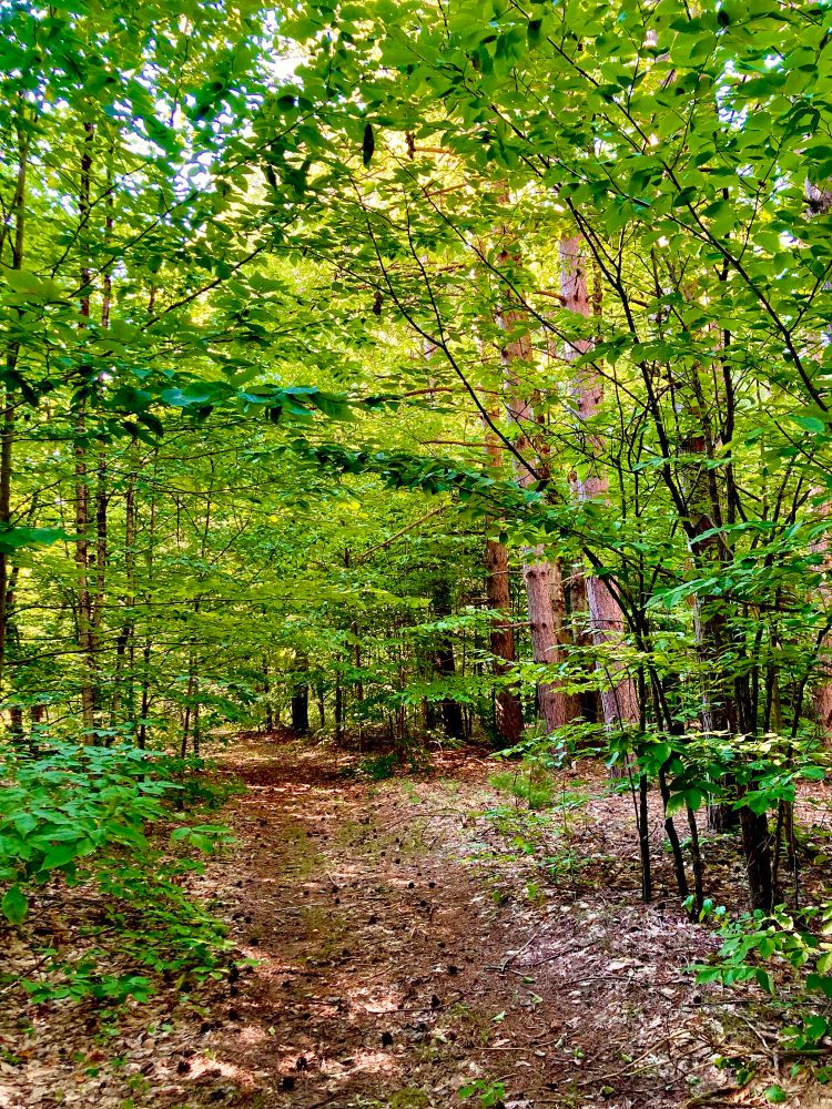 Old dirt road through very green woods with a bit of yellow green showing a promise of fall