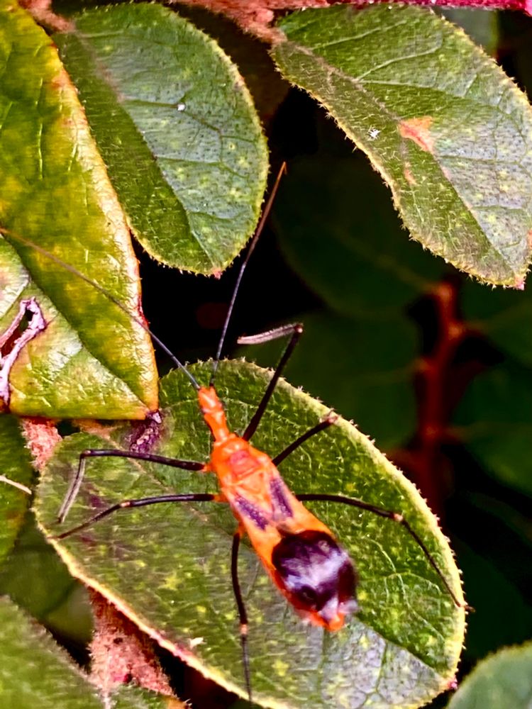 Orange and black bug with long spindly black legs on olive green leaves of the rose bush