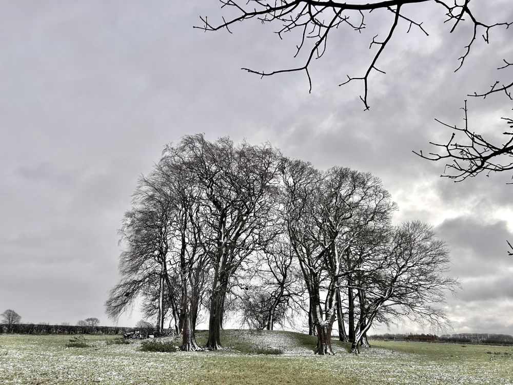 A Dusting Of Snow. 1°C on the Yorkshire Wolds. Rooks