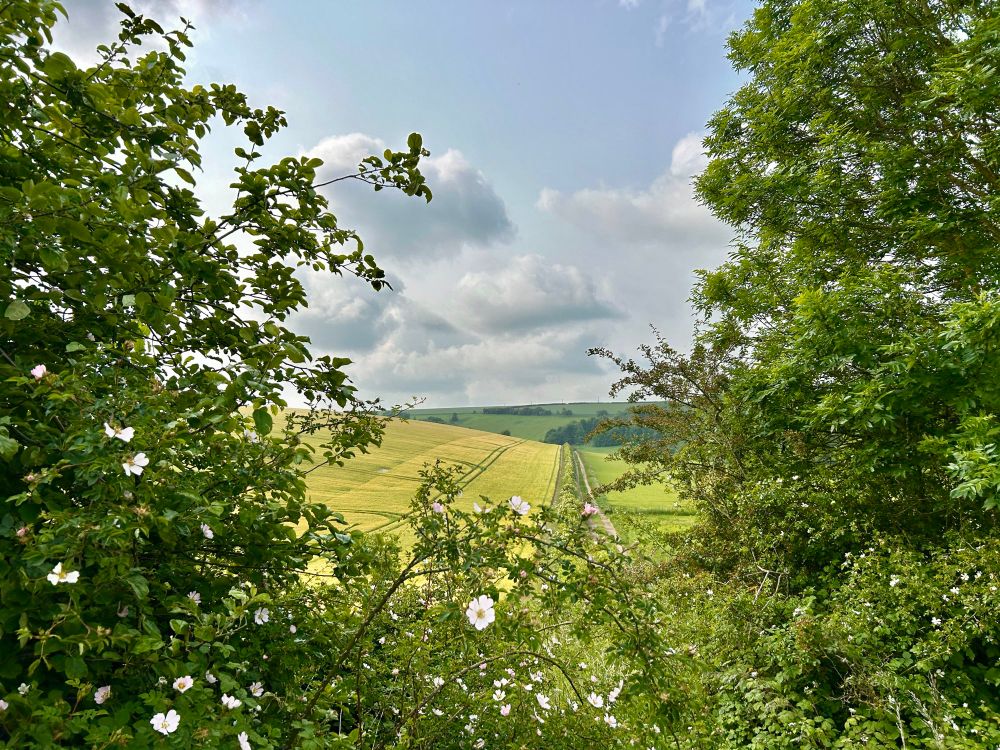 A Gap In The Hedgerow. 18°C and warm air returning. Wild Dog-rose.
