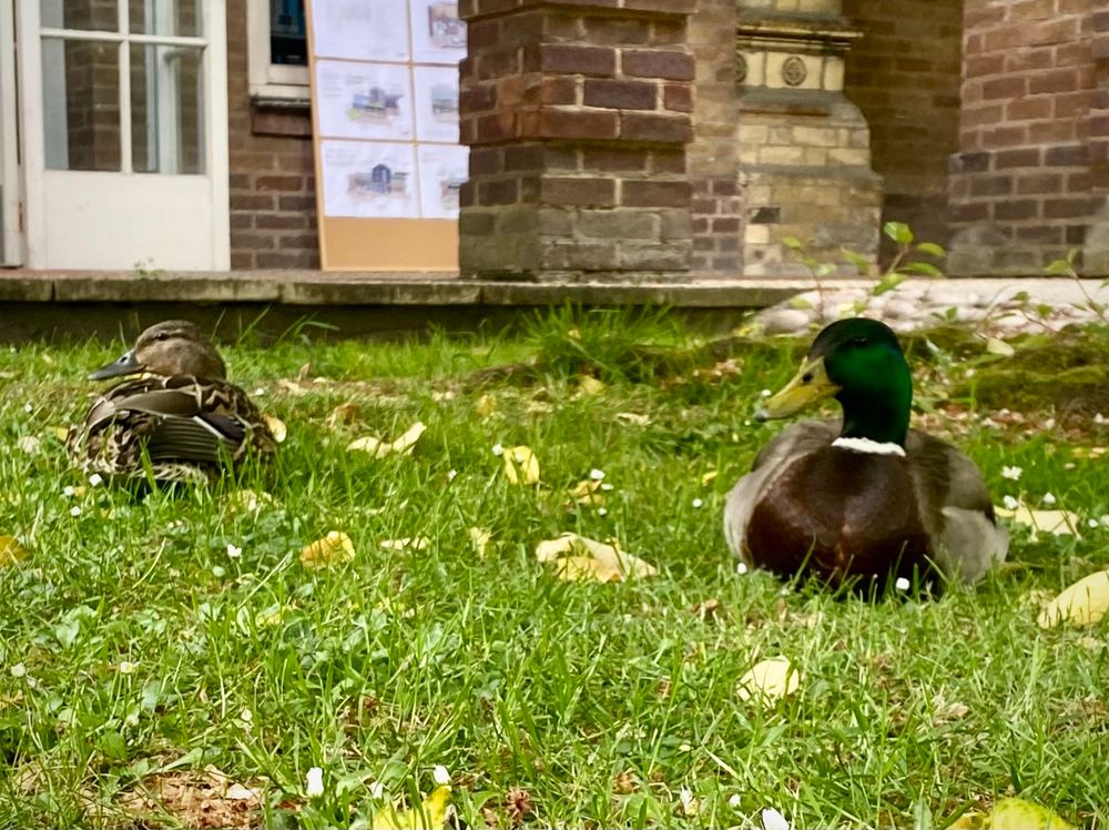 A pair of mallard ducks, one male, one female, resting on the green lawns inside the courtyard at Luther King House. 