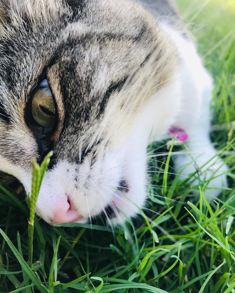 Kitten eating grass