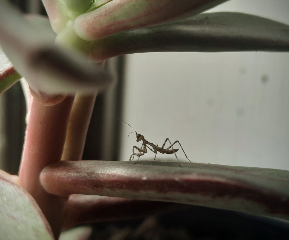 A tiny praying mantis stops and watches me. It was walking along some succulent leaves - its body stark and spindly against the white walls of the house. 