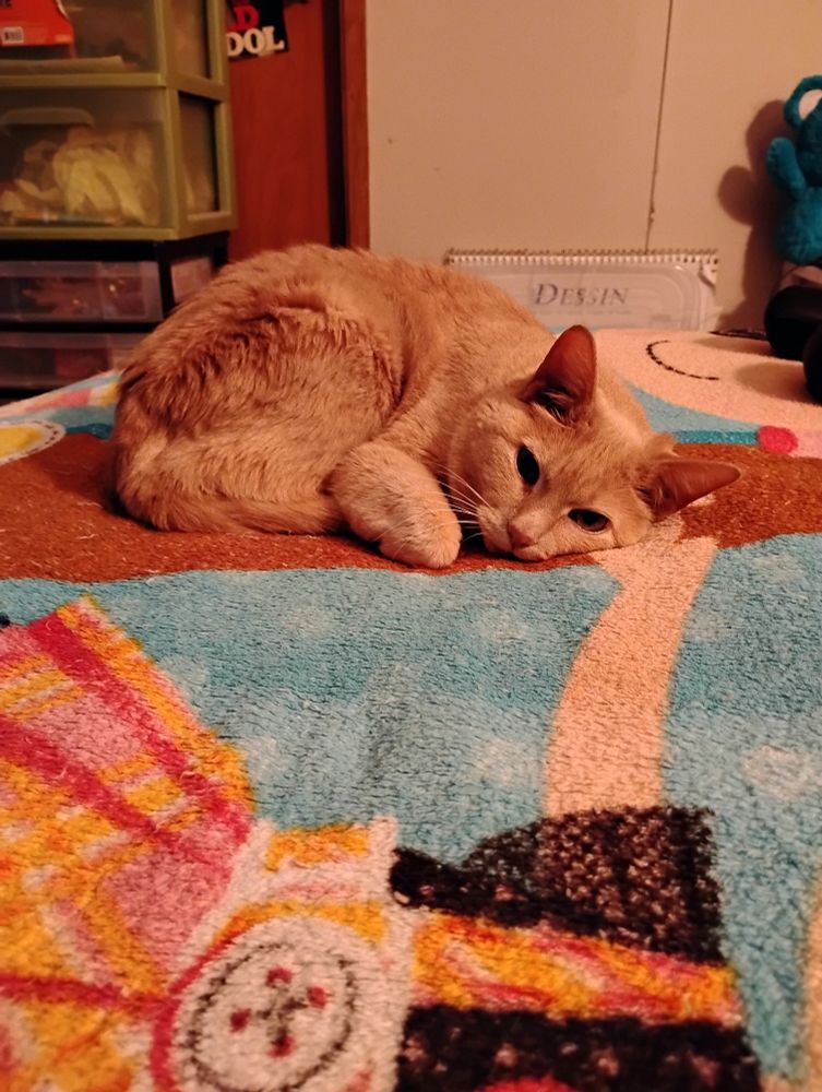 Orange tabby cat on a bed in a little turtle pose
