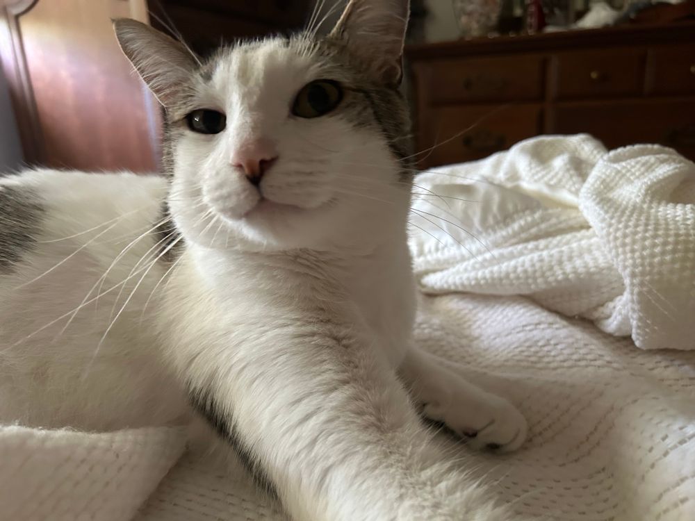 White cat with brown tiger patches and ears smiles for the camera. 