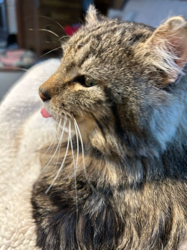 Brown tabby cat in profile sticking out his tongue. 