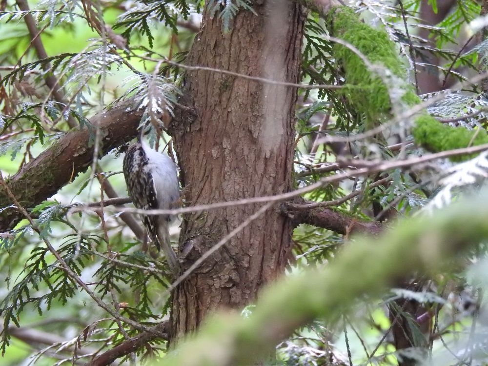  A brown tree trunk is in the middle of the picture. Clinging to the side is a small bird, the brown creeper. The belly is white and the top is brown with lighter streaks.