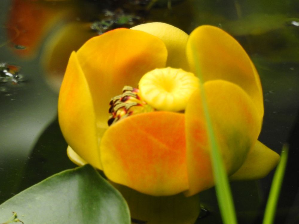 Yellow pond lily: this flower has six large, orangey-yellow petals curving upwards around a yellow stamen. Something is inside the flower - possible a big fat caterpillar?