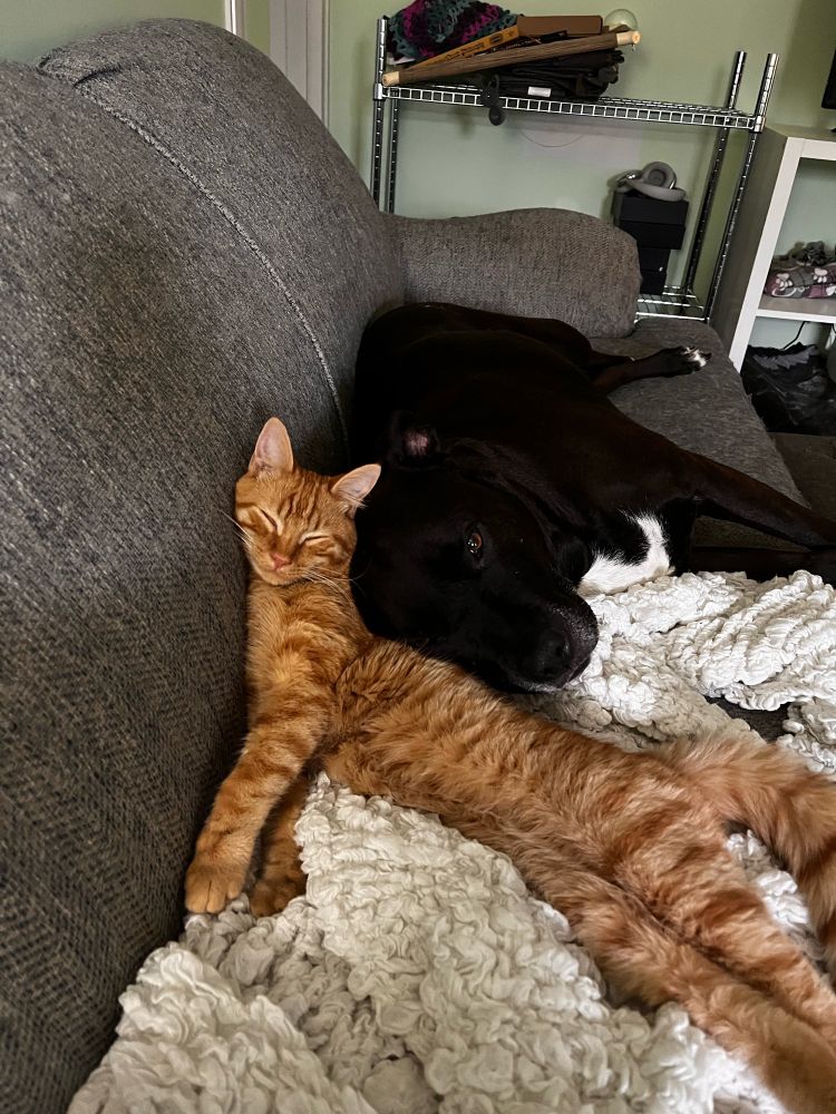 Cat and dog sleeping together