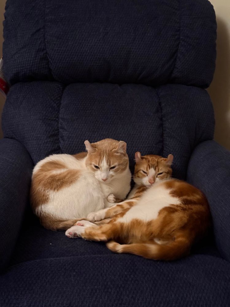 Photo of two orange & white American Curls snuggling in a blue recliner