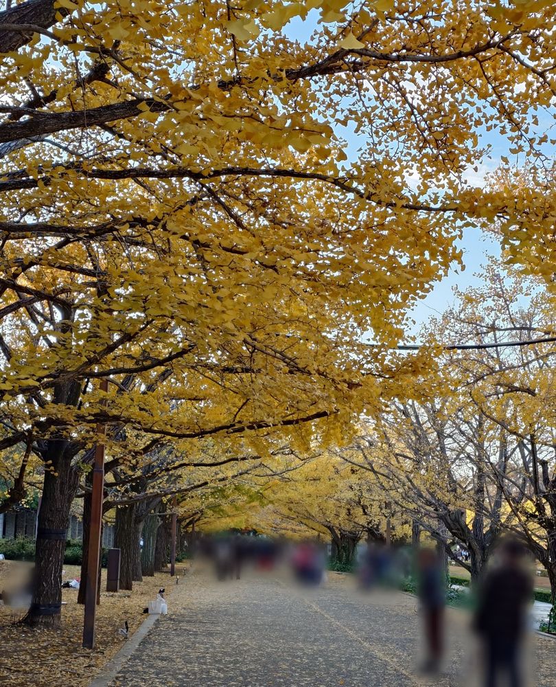 昭和記念公園 入場口付近のイチョウの道
