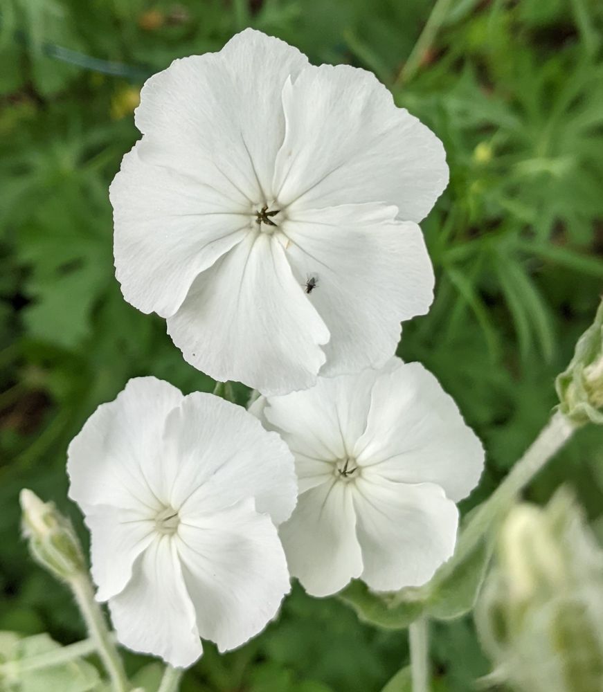 Pure white Lychnis (Campion) 