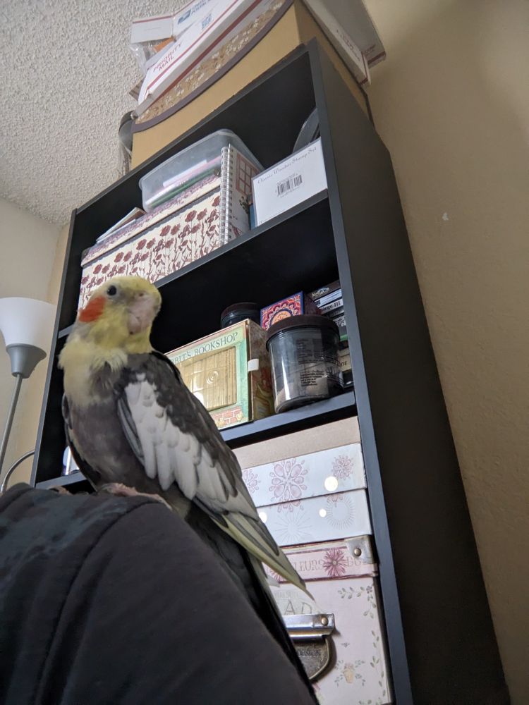 Cockatiel on my shoulder