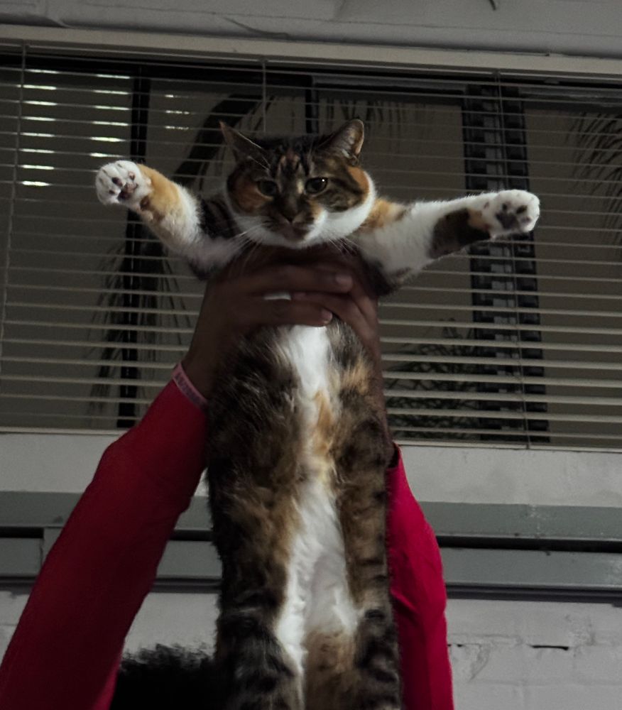 Calico cat being lifted in front of a window by a man wearing a red hoodie