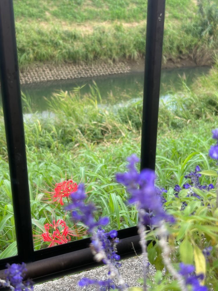 flores roxas e vermelhas próximo de um rio