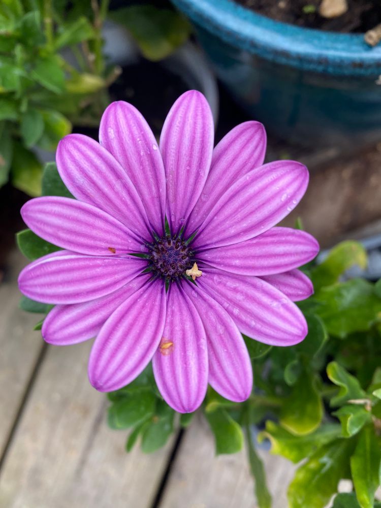 Osteospermum, 49p. Deep purple centre and purple petals. Foliage and decking with a peek of one of my fancy blue-green pots