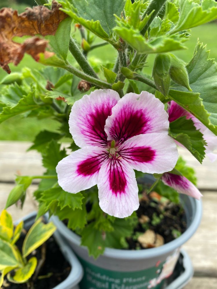Pelargonium, 75p, with a lovely deep red and pink flower, almost heading to the purple side of life. It was very crispy and I removed what I could but there are still some brown crispy leaves. Another cheeky little saved plant, probably a euonymus but I’m not sure. It’s lime and green leaves.