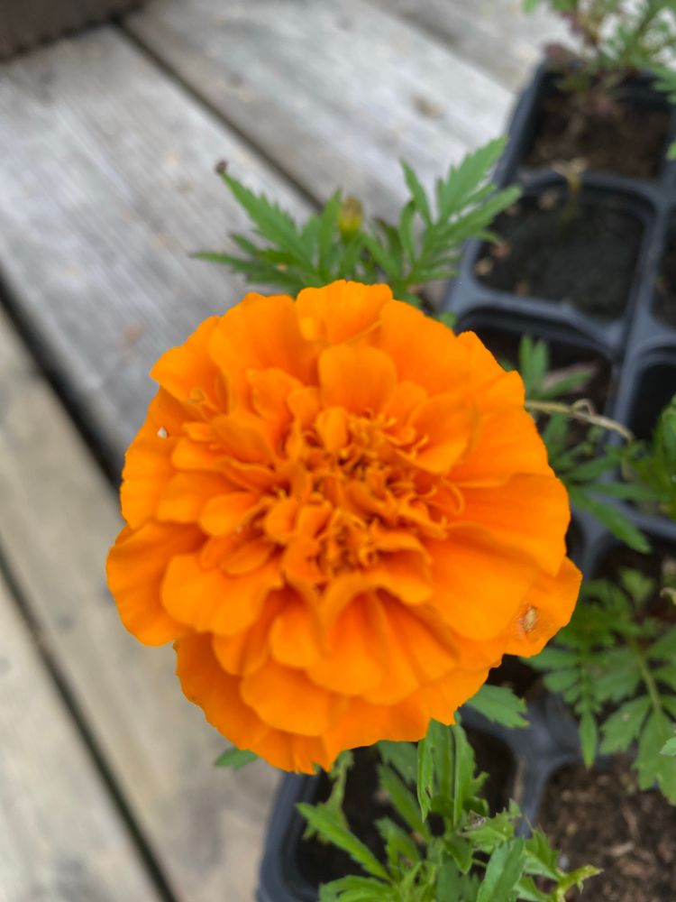 Vivid orange Marigold, 49p, tray of but only 9 plants survive. 20 cells in the tray originally.