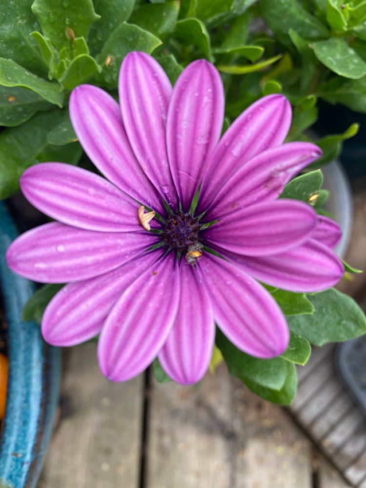 Osteospermum, 49p. Deep purple centre and purple petals. Foliage and decking and another cheeky peek from a glazed blue green pot