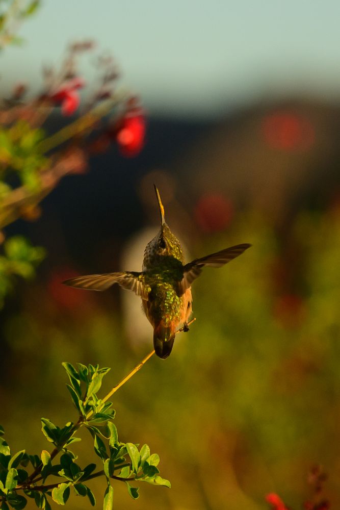 hummingbird taking flight, or twisting upward into something else