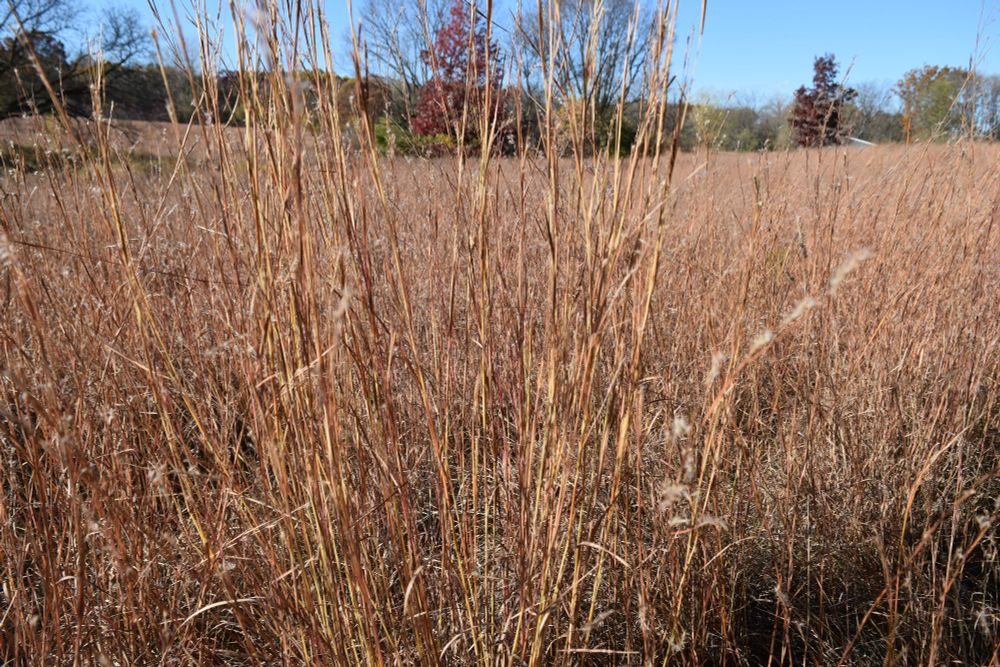 Reddish brown tall grasses