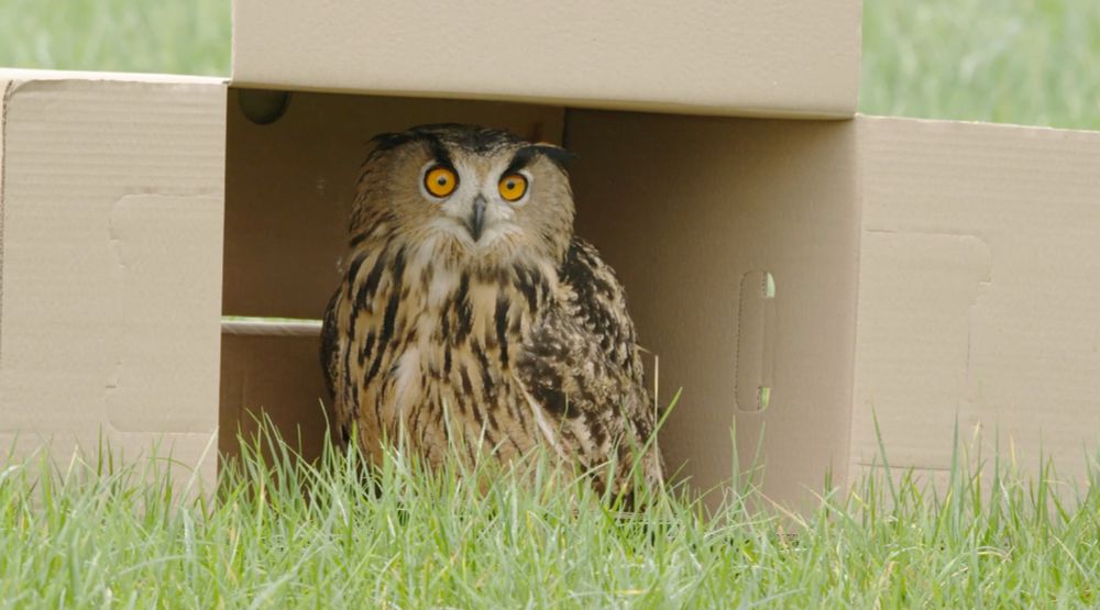 Uhu bei der Auswilderung