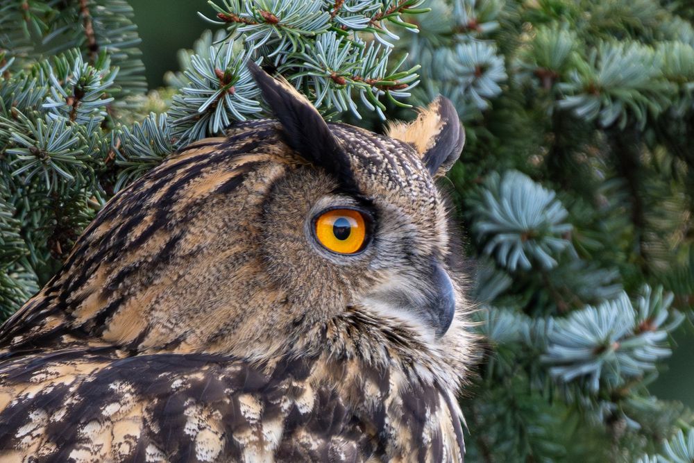 Nahaufnahme eines Uhu