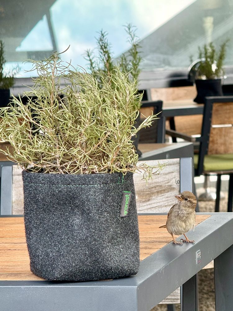 Sperlingsdame auf einem Frühstückstisch einer Hotelterasse, schaut interessiert einen Rosmarin an