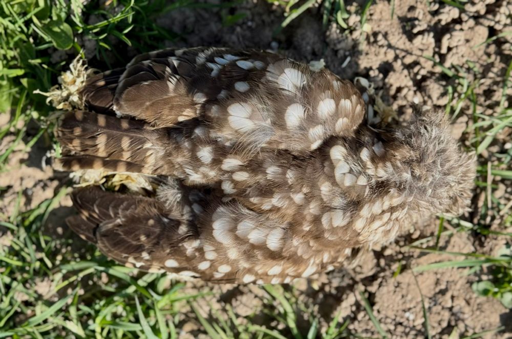 ein toter Steinkauz liegt auf dem harten Feldboden