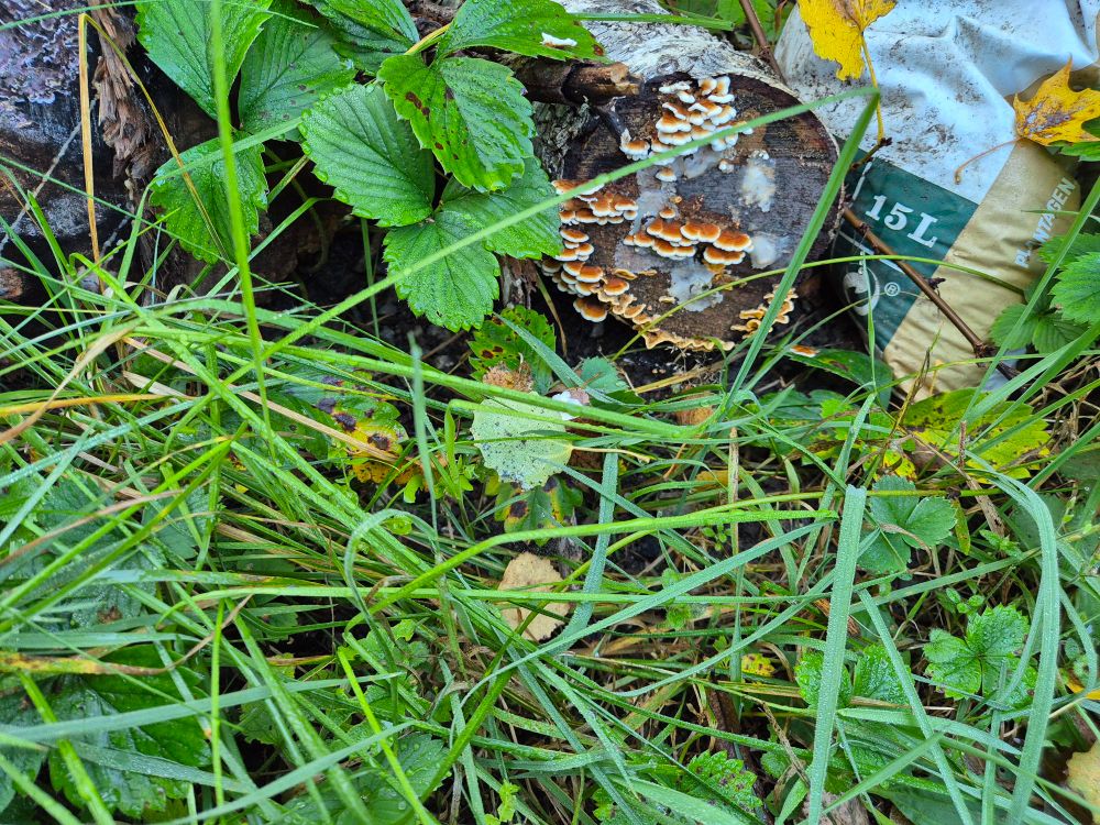 Foto av björkstock liggande på maken är, med en flera små svampar som växer ur stocken