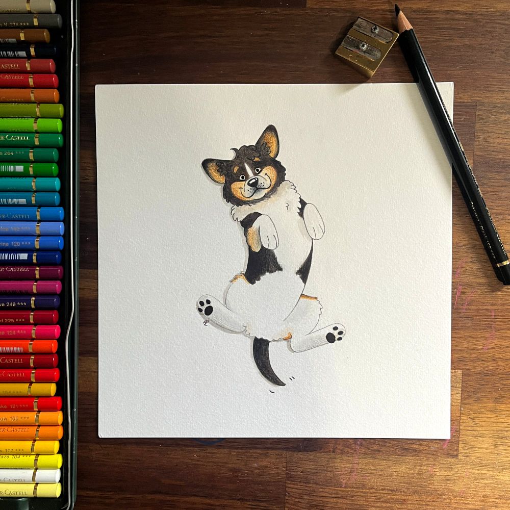 Colored pencil drawing of a black, brown, and white corgi showing its tummy for a belly rub.