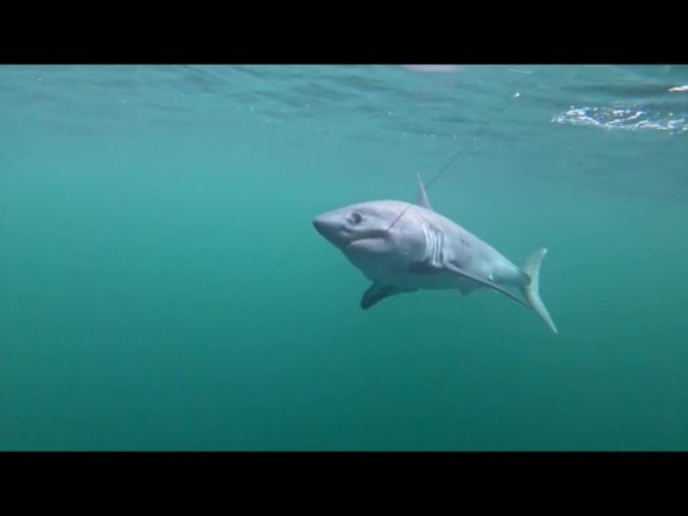 The SharkScape Project | Edinburgh Napier University