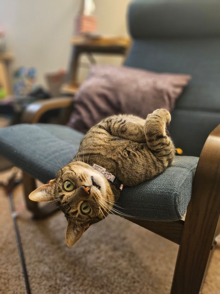 Gray tabby cat with green eyes laying on its back on a blue chair.