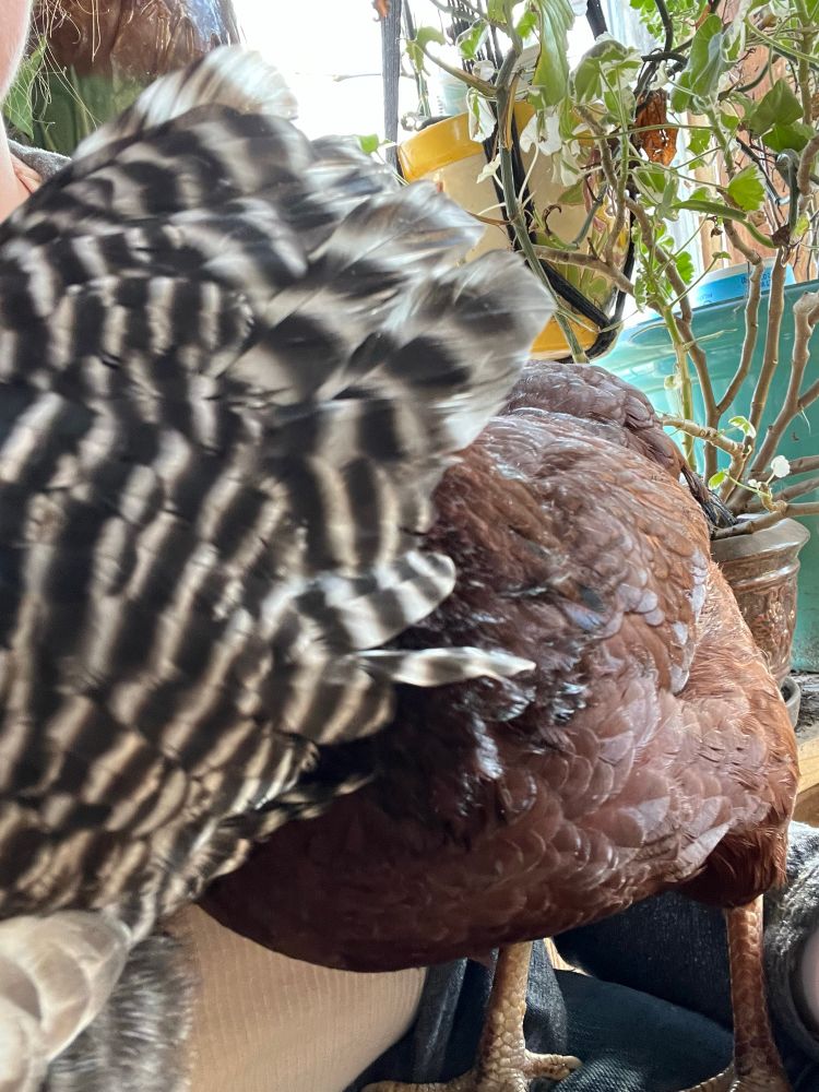 Bantam hens,one has buried her head in her sister’s feathers. 