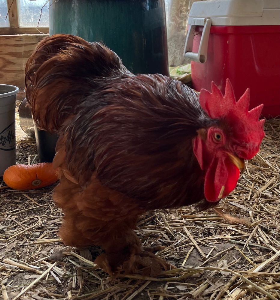 Red bantam rooster, bent forward to indicate he is ready for a challenge. His feet are very fluffy.
