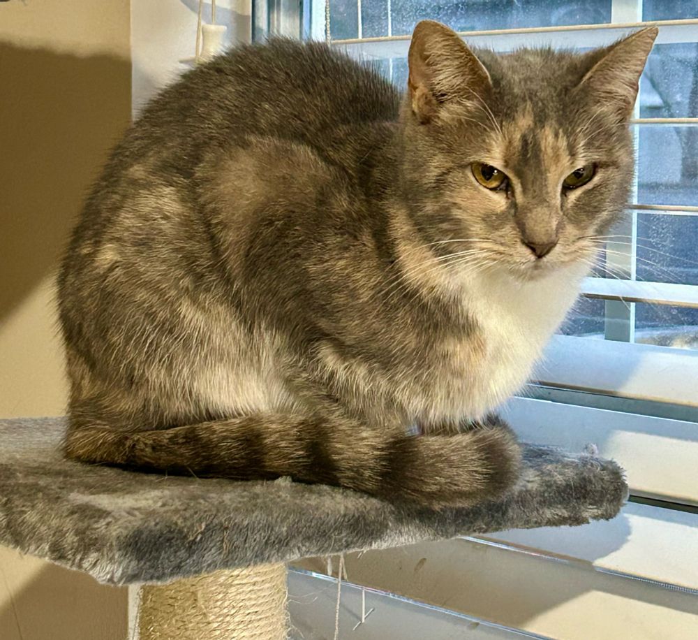 Pastel calico sitting on a grey carpet cat tree in front of a window