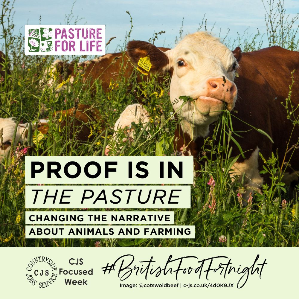 a red and white cow with yellow ear tag chewing on long vegetation surrounded by other cows and calves. Text reads: Proof is in the pasture