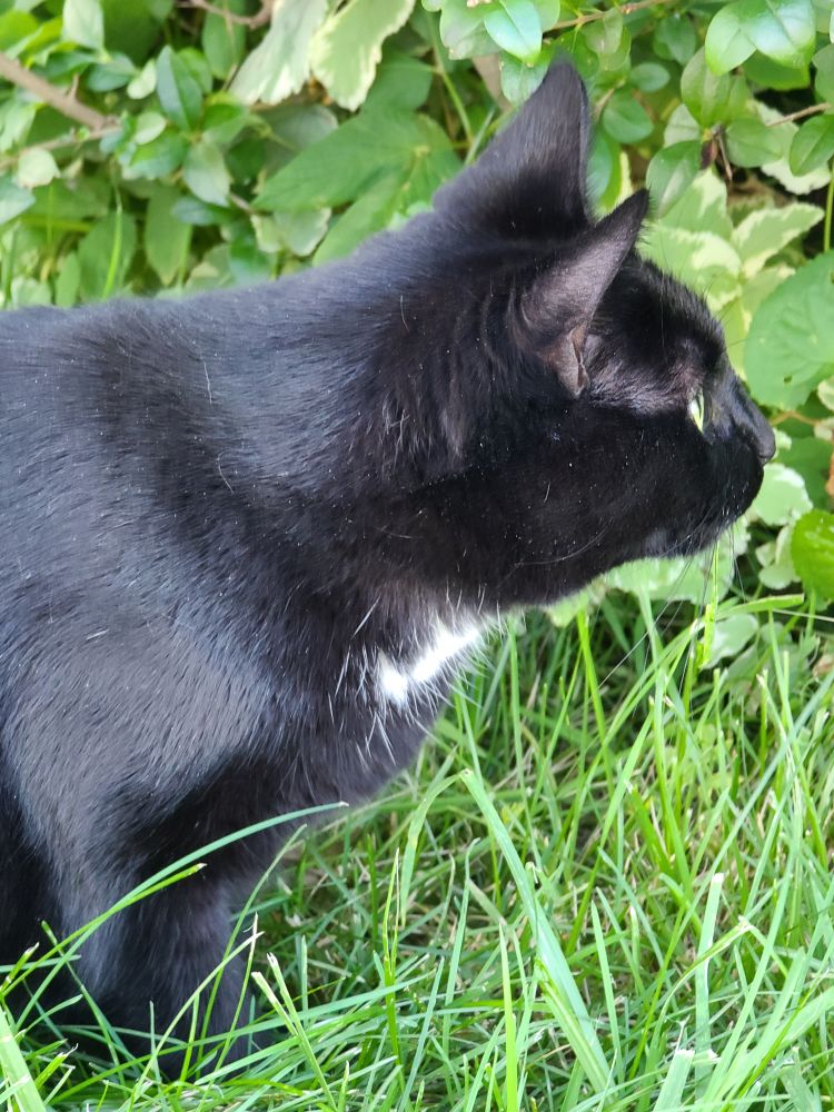 OC, my tuxedo kitty girl,  hanging out on the front lawn in the summer. 