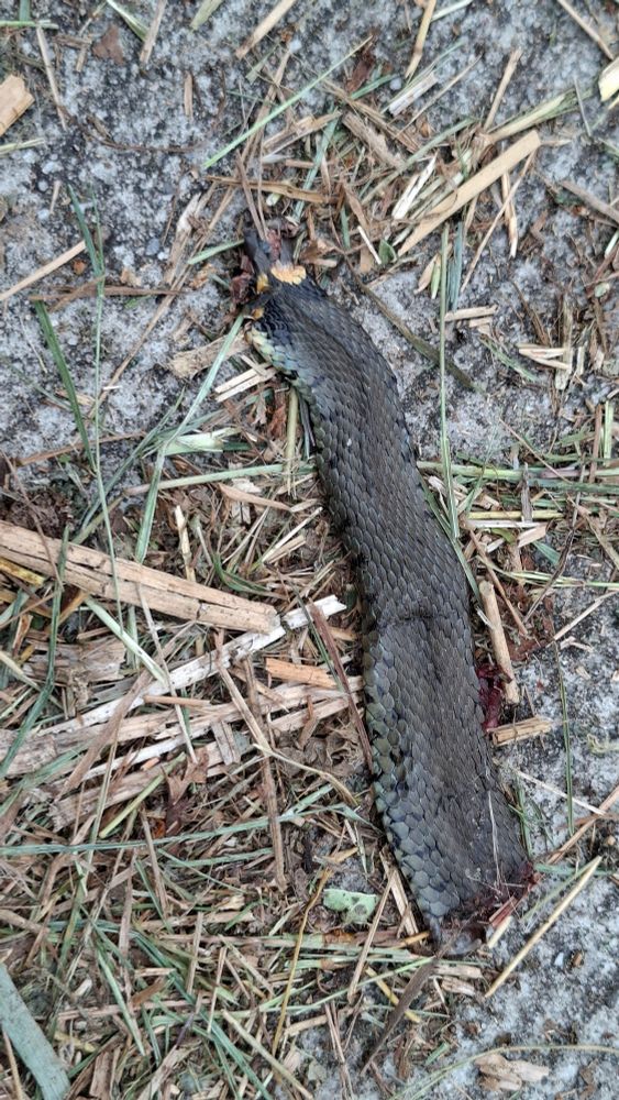 Mootje ringslang tussen maaisel.