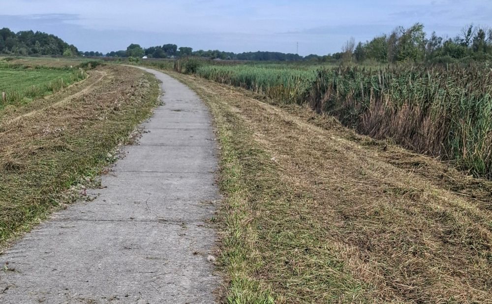 Fietspad met kaalgemaaide bermen, rietkraag aan de rechterkant, bomenrij aan de horizon.