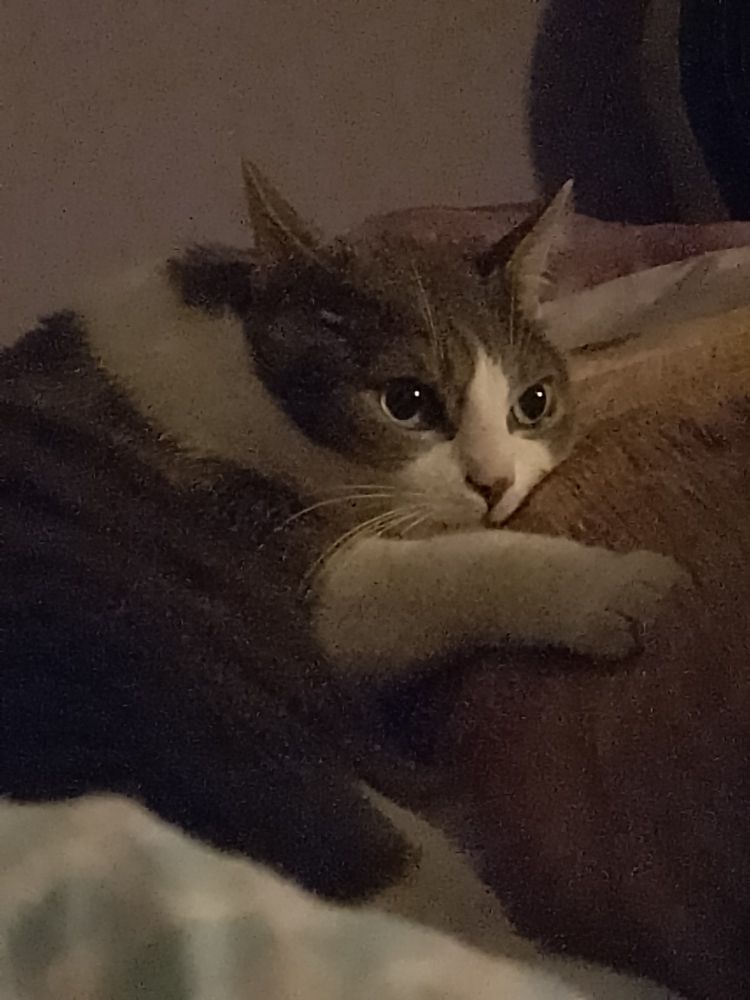 Very cute cat 
Grey and white
Greens eyes

Loved against his human in the bed
Questioning her returning to work tomorrow