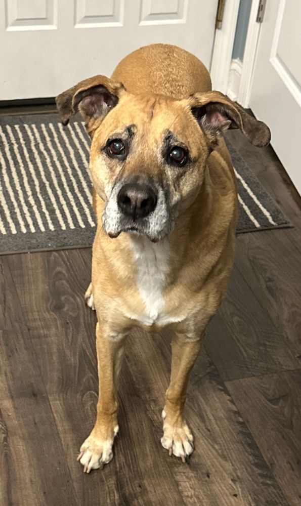 Photo of yellow lab standing looking at you