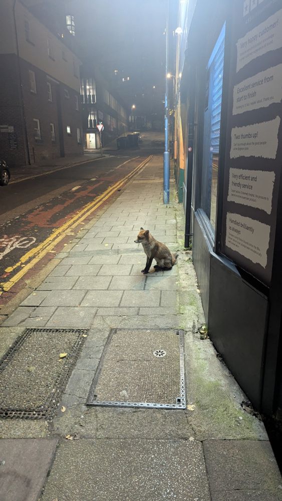 A night scene on a hight with just a fox sitting down like they are waiting for someone particular.