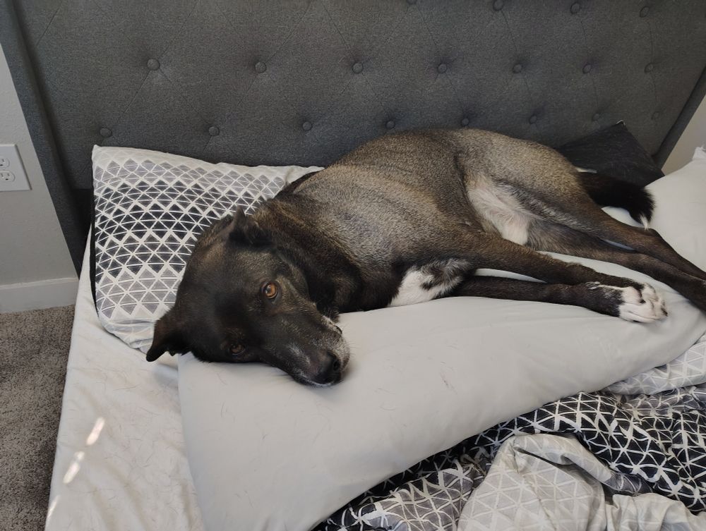 Arsene (a large mixed breed dog that defies proper breed identification) napping on a body pillow.

He is a good boy